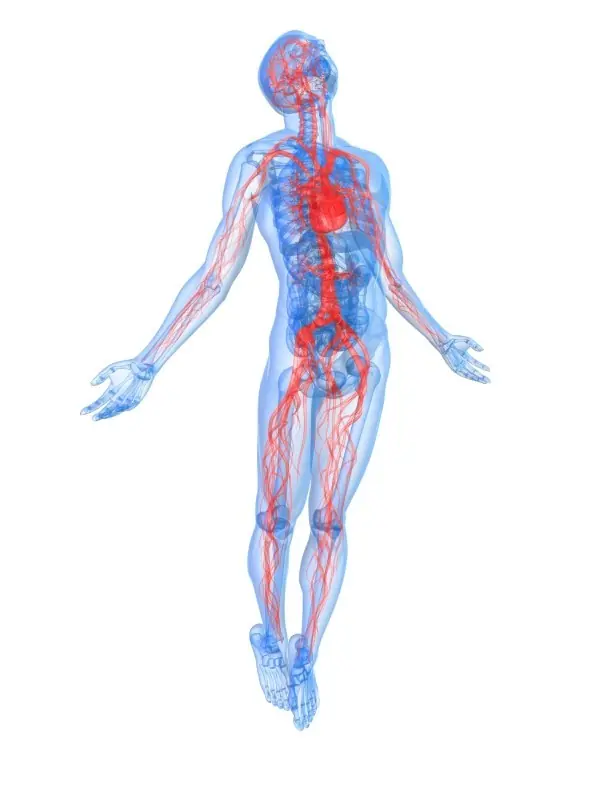 Angiogénesis, la clave contra el Cancer y la Obesidad
