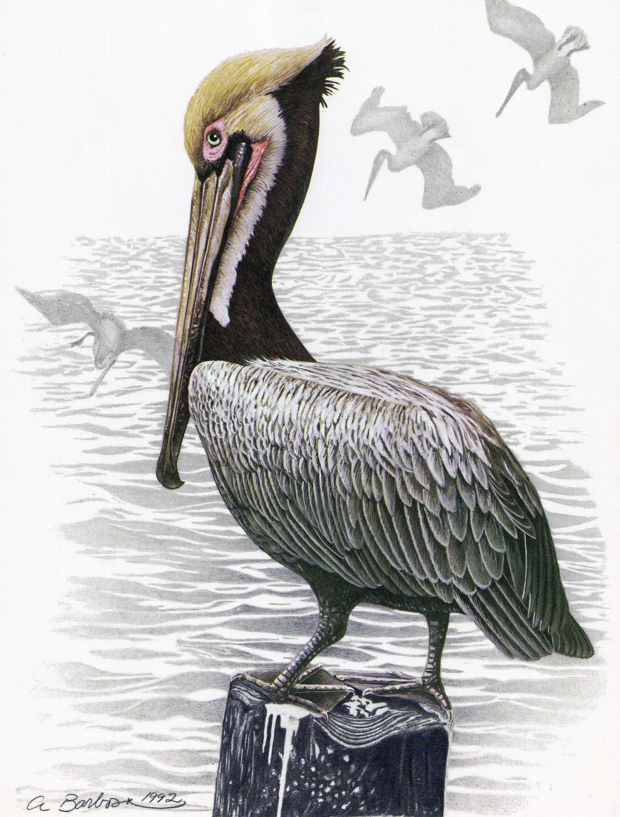 6 Animales en peligro de extinción en mexico