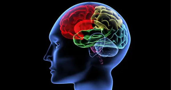 cerebro