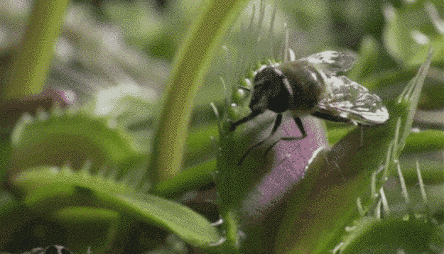 mosquito