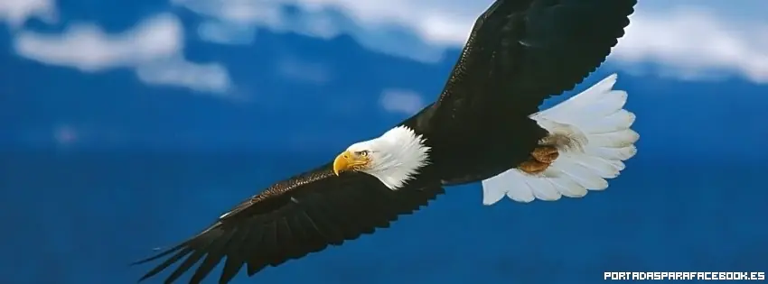La historia del águila de cabeza blanca