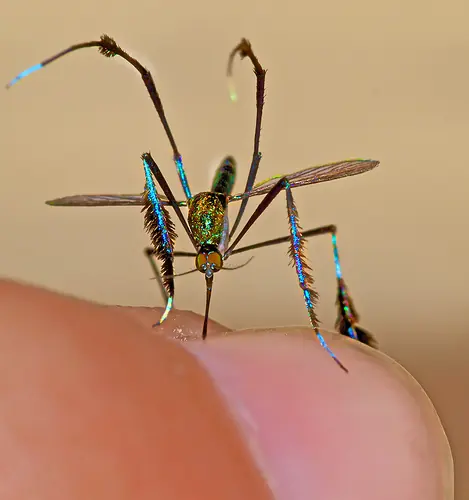 Sabethes Cyaneus: El mosquito más lindo.