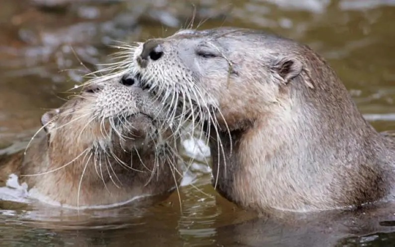 nutria