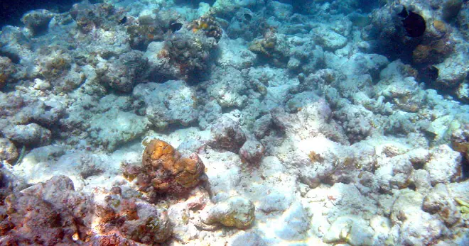 Los 10 problemas ambientales que enfrenta el planeta