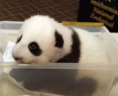 oso panda