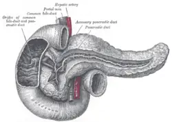 pancreas