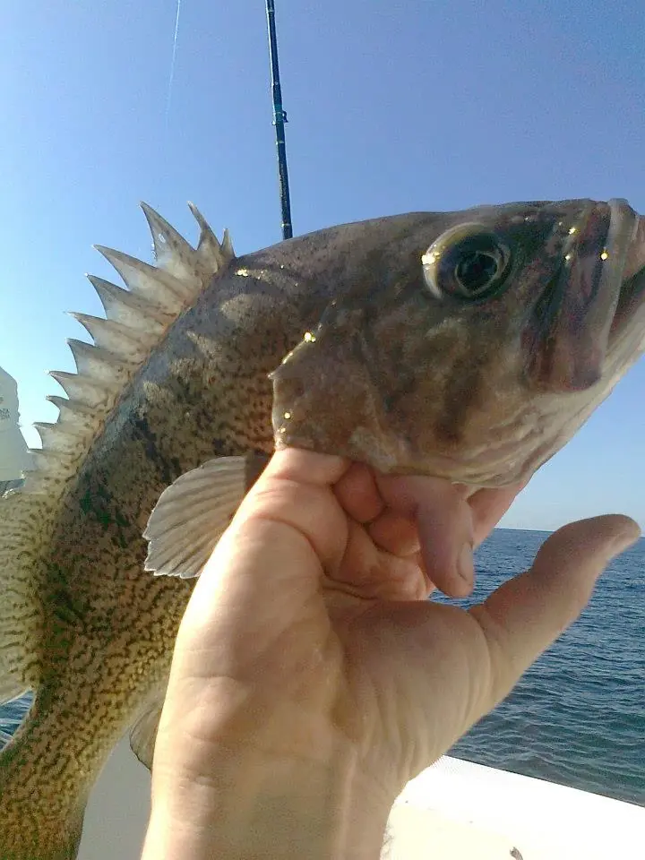 Estilos de pesca deportiva fotos y algunos consejos