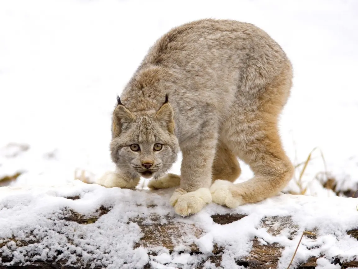 lince rojo