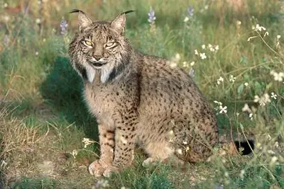 Docs Lince Ibérico