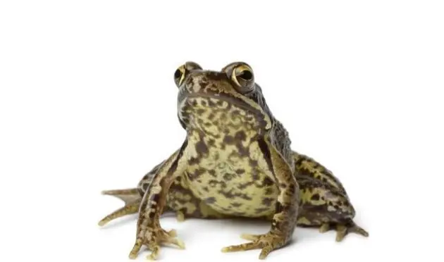 5 Animales que son Transexuales y quizás no sabías