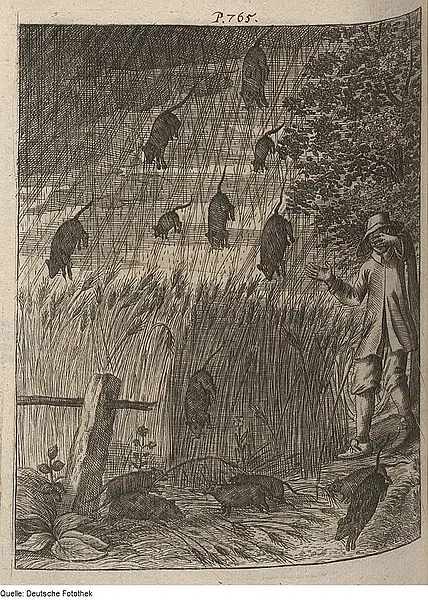 Lluvia de animales...