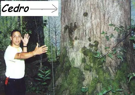evolucion