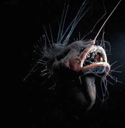 La vida secreta de las profundidades del mar