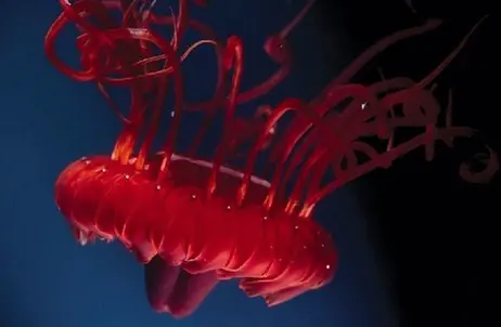 La vida secreta de las profundidades del mar