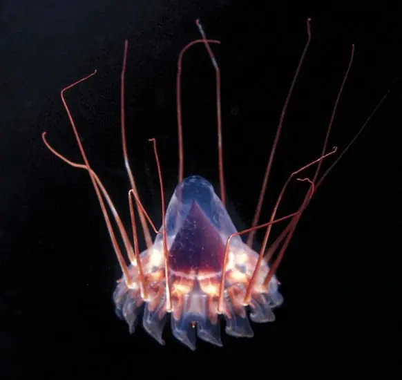 mar