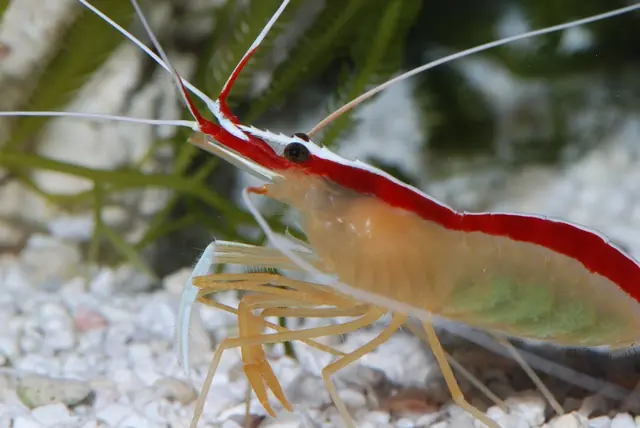 Salvando a Nemo: En peligro de extinción