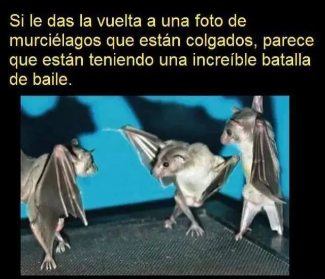 humor
