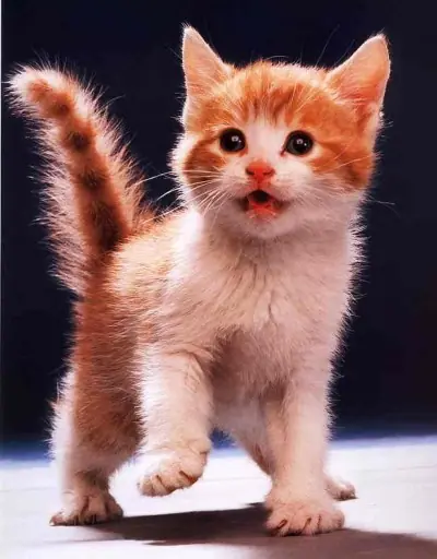 Sabias que...?(Parte2)