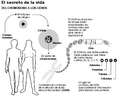 El mapa genético exacto de la humanidad