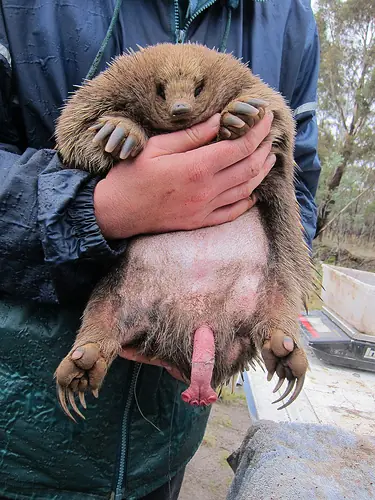 Animales