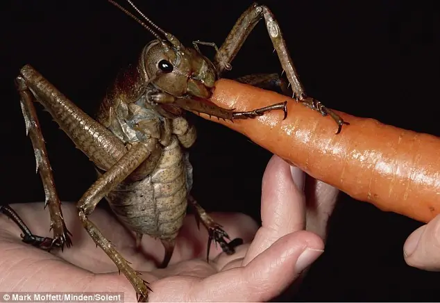 insectos