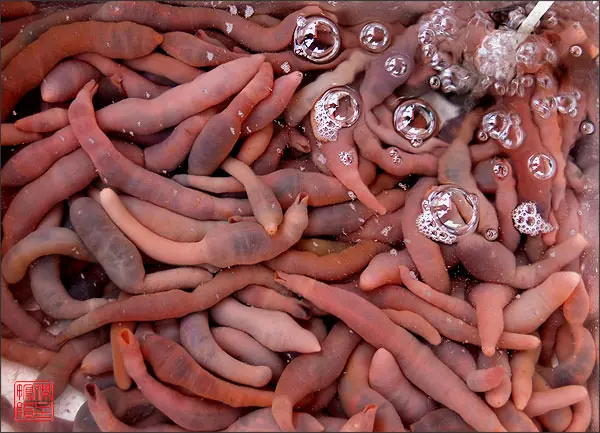 Te comerías este pez?