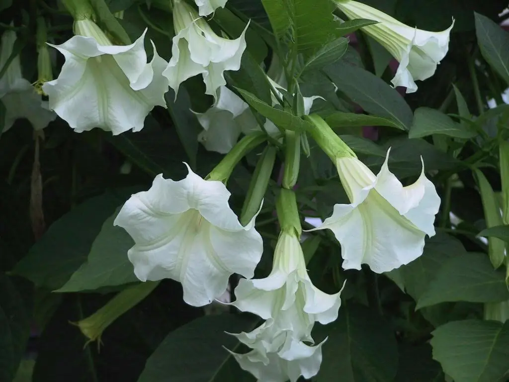 Alimentos alucinogenos