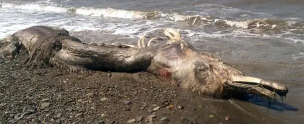 Hallan extraña criatura marina en Rusia