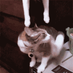gifs