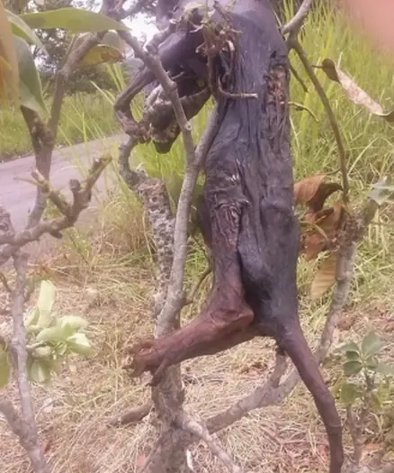 nahuales en mexico