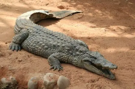 Los animales más peligrosos del mundo
