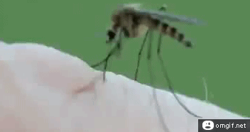 colega