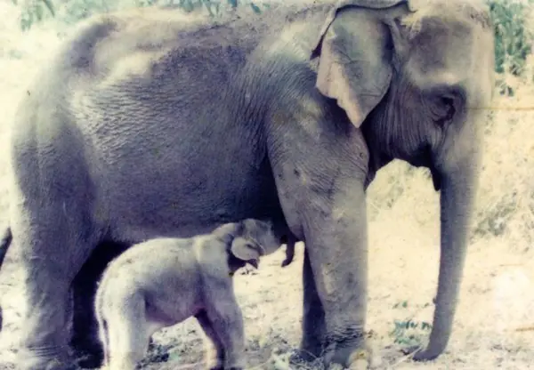 elefante elefante