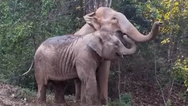 elefante elefante