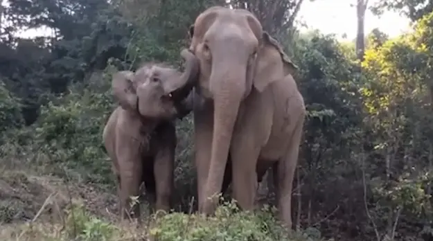 Bebé elefante tiene un conmovedor reencuentro con su madre Bebé elefante tiene un conmovedor reencuentro con su madre