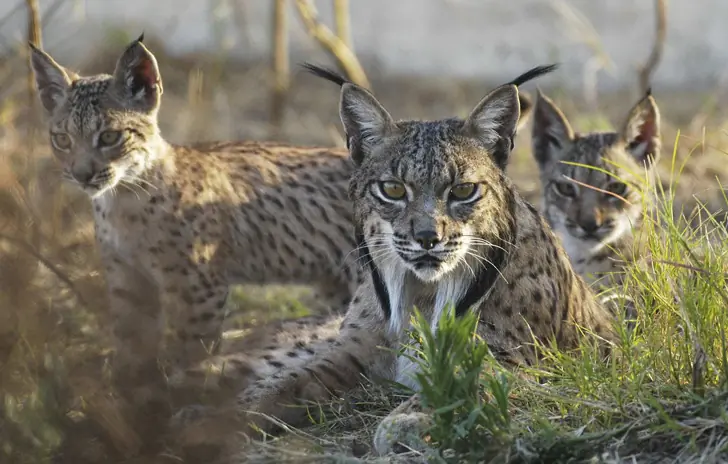 LINCE