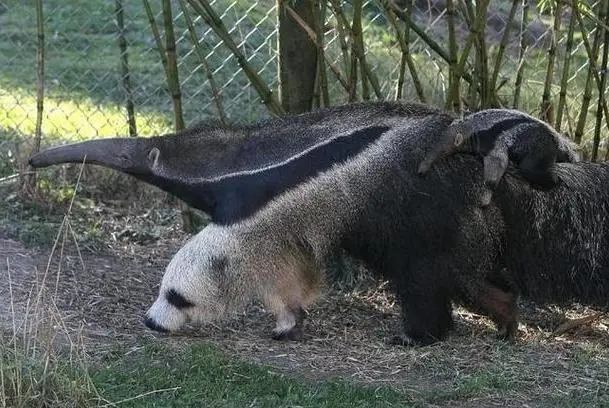 tu manera
