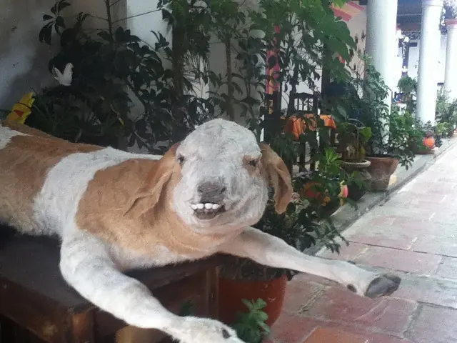 Cuando la taxidermia sale mal (segunda parte)