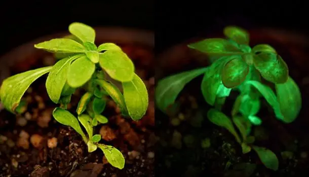 Starlight Avatar: La primera planta bioluminiscente comercia