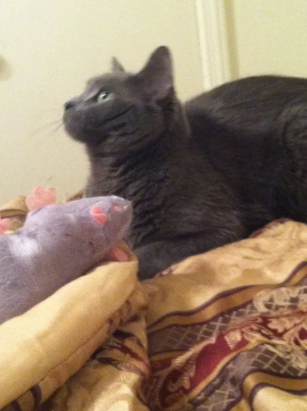 gato