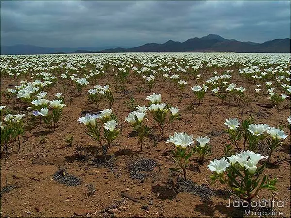 Planeta