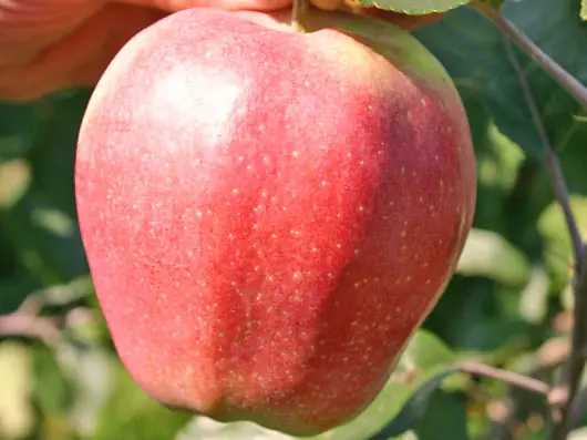 Variedades de manzanas [MegaInfoPost]
