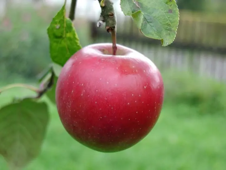 apple