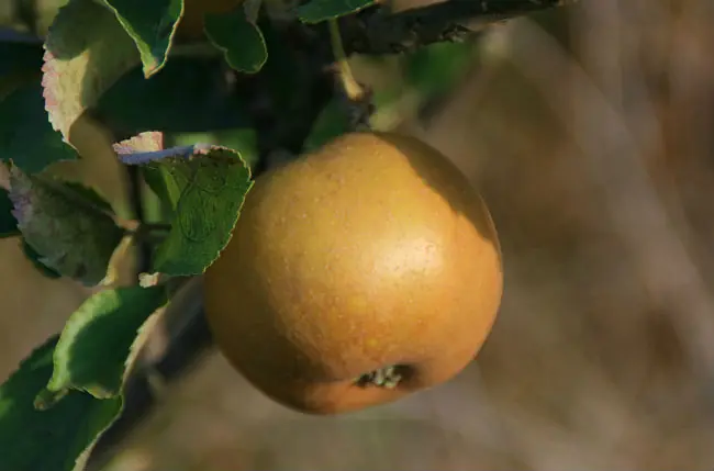 fruta