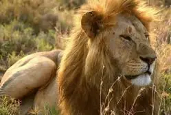 Aprende 40 cosas (Curiosidades) antes de salir de este post!