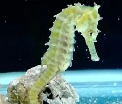 Aprende 40 cosas (Curiosidades) antes de salir de este post!