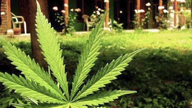 Marihuana legal: el negocio de Monsanto en Uruguay