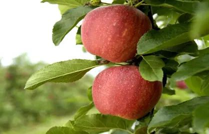 Variedades de manzanas [MegaInfoPost]