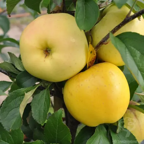 variedad