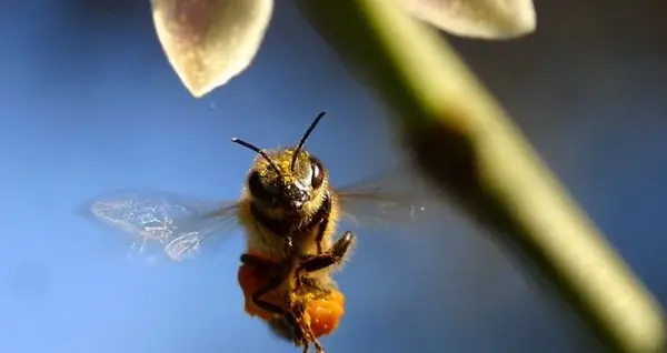 Abejas entrenadas podrían sustituir a perros en aeropuertos